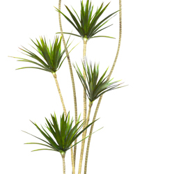 Dracaena Marginata Tree- 2m with 6 heads   - artificial plants, flowers & trees - image 4